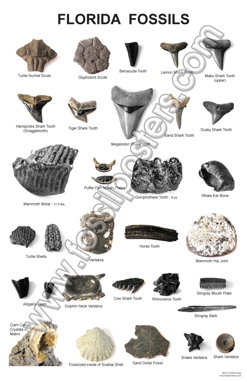 Fossil Identification Chart
