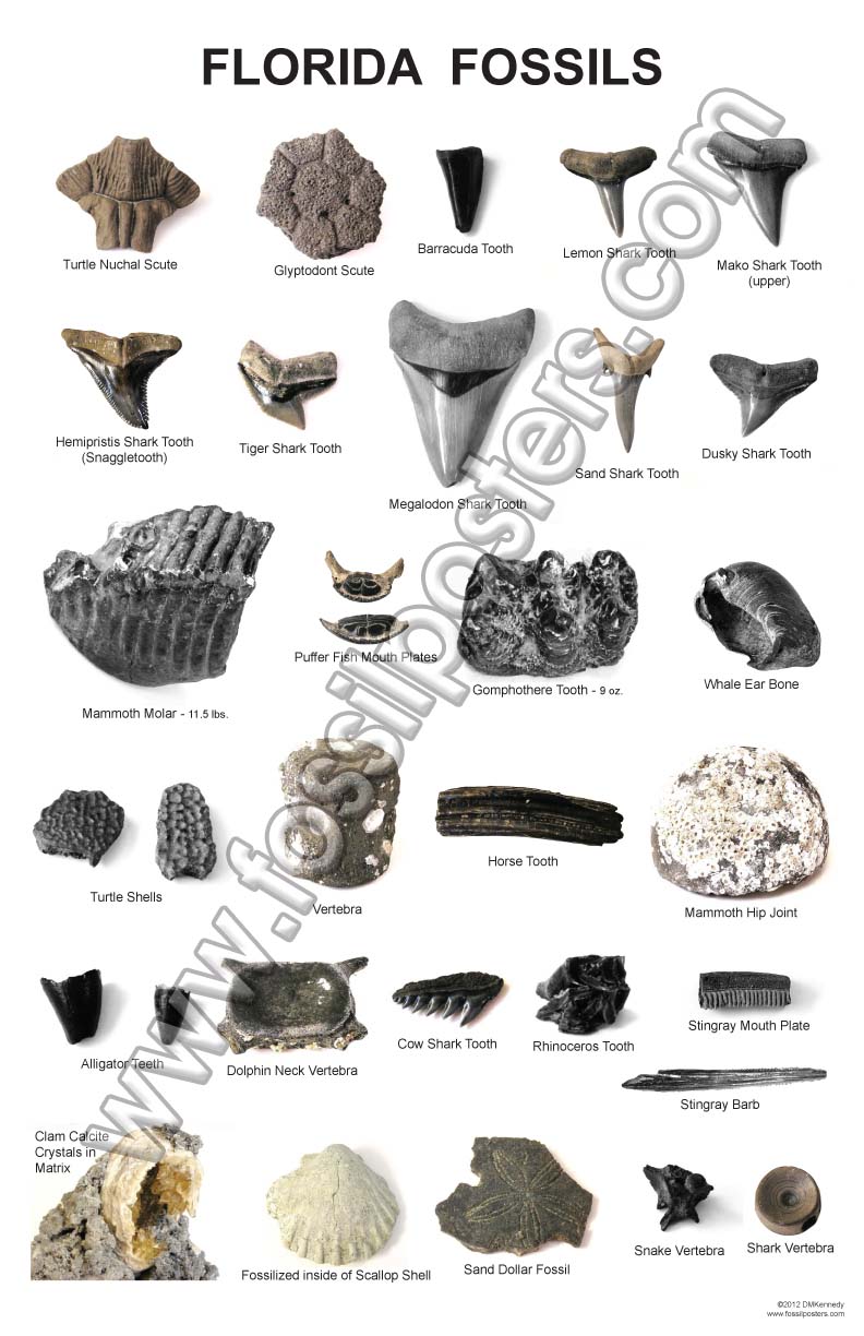 Fossil Shark Teeth Chart